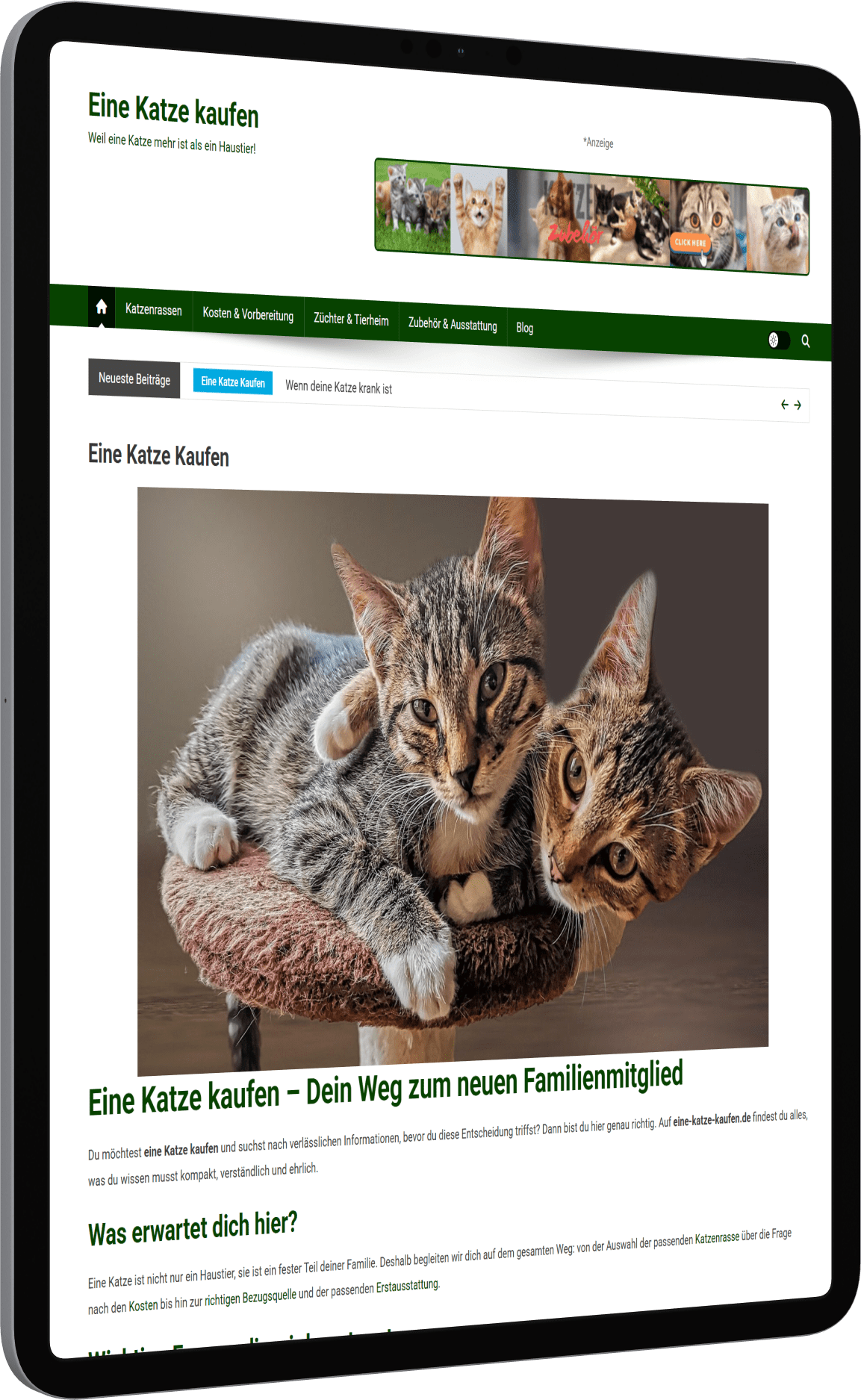 Katzen Nischenseite